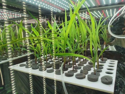 LIYI τιμή 2 πλευρικής 3 πλευρικής περιβαλλοντικής τεχνητής κλιματικής δοκιμής φωτισμού θερμοκήπιο καλλιέργειας φυτών προς πώληση